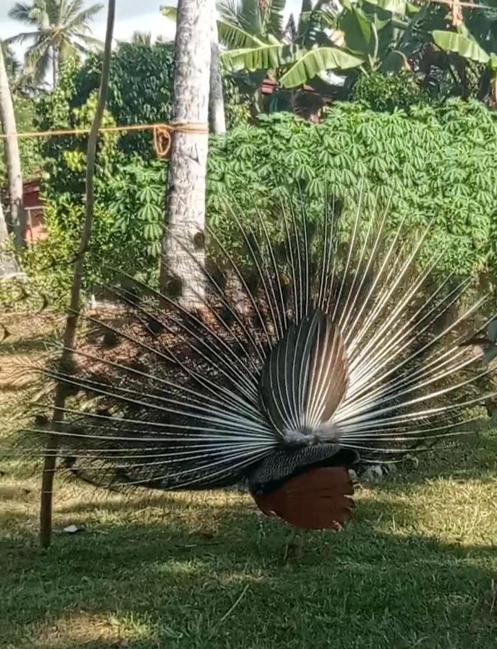 Freedom192 Hotel Weligama Luaran gambar